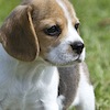 arcanum: Beagle. (DOGGIE)