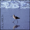 aglarien: (09California Seabird_aglarien1)