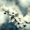 unmowngrass: a sprig of small white flowers (Default)