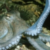 eightlazylegs: A grey octopus with an upraised tentacle (Attention)