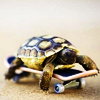 drachenaugen: (turtle skate)