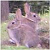 loganberrybunny: Just outside Bewdley (Look both ways)