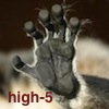 esteefee: A lemurs hand raised in a high-five. (lemur-hi5)