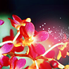 fenellaevangela: pink flowers (Default)