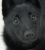 eldriwolf: smooth dog close-up (Sasha)