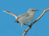 radish: (mockingbird)