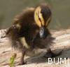 lizziec: (animals - duckling-bum)