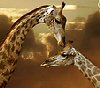 lizziec: (animals - giraffe kiss)