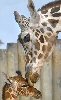 lizziec: (animals - giraffe mother and baby)