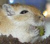 lizziec: (animals - gerbil - stan eating)
