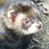 lizziec: (animals - Polecat)