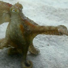 eightlazylegs: A brownish octopus walking and pointing (Walking)