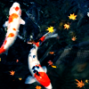 cobaltazure: Two koi in a pond (stock: koi)