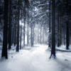 falling_snow: (Snowy Trees)