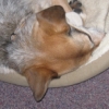 jesse_the_k: Lucy the ACD snuggles up against the edge of her cozy dog bed, nose under her leg (LUCY snuggles)