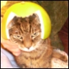 bedfull_o_books: I am a bad cat mom.... (pomelo_hat)