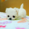 thinklikewater: An adorable teeny white puppy (Puppy)