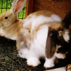 keieeeye: (bunnies :D)