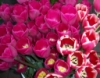 waywardcats: Madison, WI Farmers Market May 2010 (tulips)