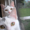 viridian5: (2 Kittens)