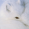 guiltyredfics: (white fox)