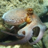 eightlazylegs: A blue/orange octopus swimming (Swimming)