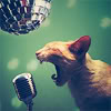 imperialriot: (Rockin ★ Cat)