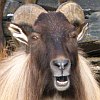 frith: Himalayan tahr (Amused)