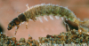 hydropsyche: (Default)