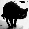 silmaril: From http://community.livejournal.com/ru_cats_daily/193424.html. (Angry Cat)