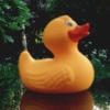 gerald_duck: (rubberducky)