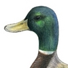 gerald_duck: (by Redderz)