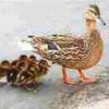 gerald_duck: (whoops)