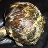 gerald_duck: (mouldy artichoke)