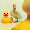 gerald_duck: (combo)