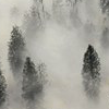serpentine: conifer trees surrounded by fog (Nature - Trees in Fog)