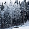 serpentine: a forest of snow covered conifer trees (Nature - Snow Covered Trees)