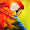 serpentine: a scarlet macaw preening itself (Animal - Picchu)