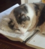 mia_fitzroy: (Kitten)