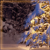 bardic_lady: (lighting trees in darkness)