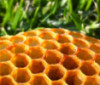 apiary: piece of honeycomb lying on grass (Default)