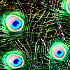 jenn_calaelen: Peacock feathers (Default)
