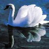 jenn_calaelen: swan (swan)