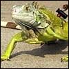 annotated_em: An iguana on a leash, out for a stroll. (iguana)