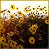 misslucyjane: (black-eyed susans)