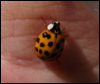blackdotbug: ladybug on my hand (black dot bug)