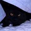 codyne: Kitty Jerry under a blanket (jerry)