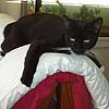codyne: Kitty Socks goes splat on the back of the couch (socks splat)