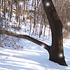 codyne: Snow falling in the woods (snow by neitherday)