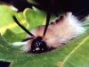 ext_3375: Banded Tussock (Banded Tussock)